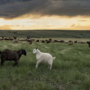 jiizz日本老师高潮喷水18
